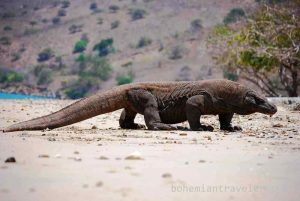Peneliti Sebut Komodo Berasal dari Australia
