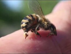 Hendak Cari Buah di Hutan, Bocah 7 Tahun di Belu Tewas Tersengat Lebah