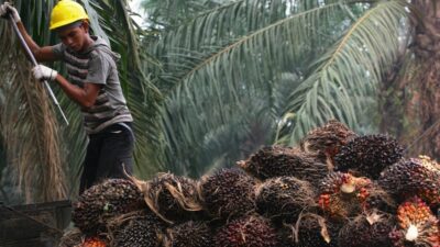 Pemerintah Indonesia dan Belanda Sepakat Perluas Kerja Sama di Bidang Sawit Berkelanjutan