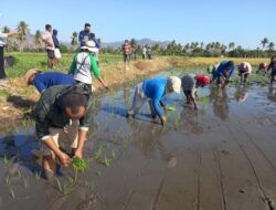 Poktan Miamawe Danga Menuju Mandiri Benih Padi Nagekeo
