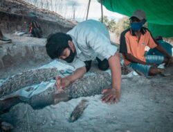 Fosil Gajah Purba Berusia 700 Ribu Tahun Ditemukan di Nagekeo, Flores