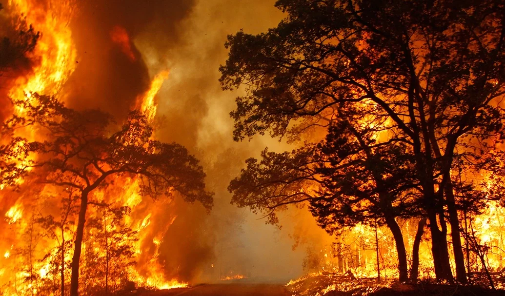 ilustrasi kebakaran hutan