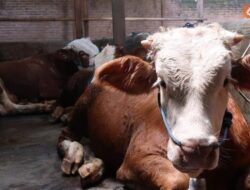Antisipasi PMK, Gubernur Keluarkan Instruksi Larangan Hewan Ternak Dari Daerah Terinfeksi Masuk NTT